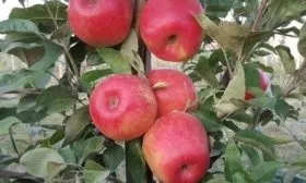 ветка сорта Хани Крисп