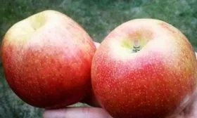 плоды Хани Крисп