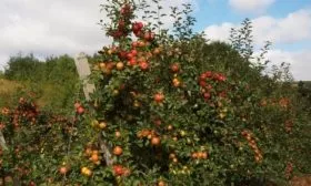 дерево Хани Крисп