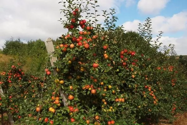 дерево Хани Крисп