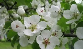 Цветения яблони Хани Крисп