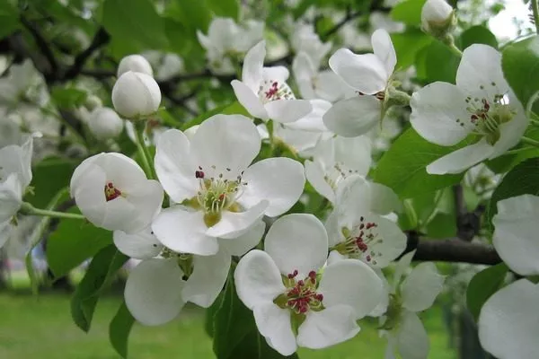 Цветения яблони Хани Крисп