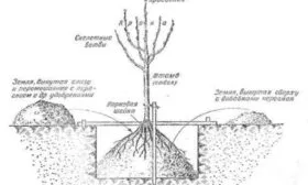 Посадка саженца Хани Крисп