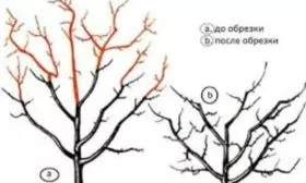 Обрезка яблони Хани Крисп