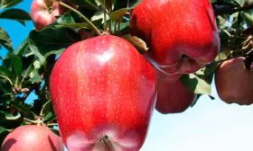 яблони Ред Делишес