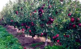 яблони Ред Делишес дерево