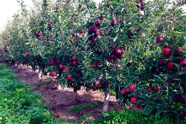 яблони Ред Делишес дерево