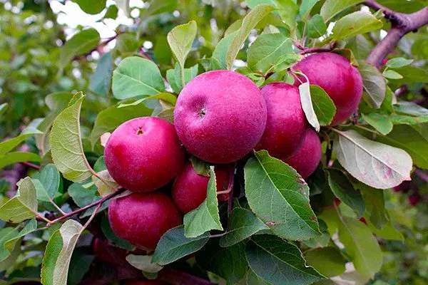 яблони Ред Делишес листья