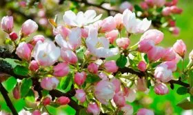 яблони Ред Делишес цветение