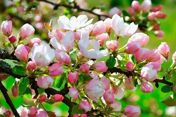 яблони Ред Делишес цветение