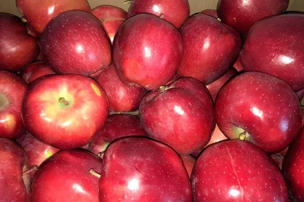 яблони Ред Делишес урожай хранение