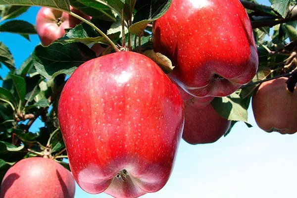 яблони Ред Делишес