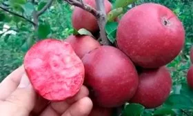 яблони Ред Кетти