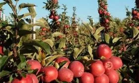 яблони Ред Кетти дерево