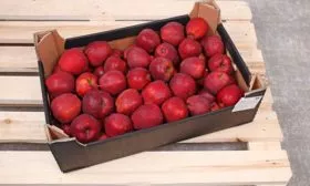 яблони Ред Кетти хранение