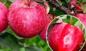 яблони Ред Кетти мякоть