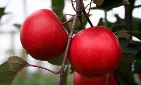 яблони Ред Кетти на ветке