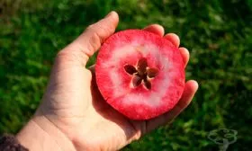 яблони Ред Кетти цвет мякоти