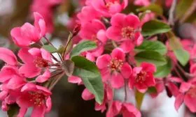 яблони Ред Кетти цветы