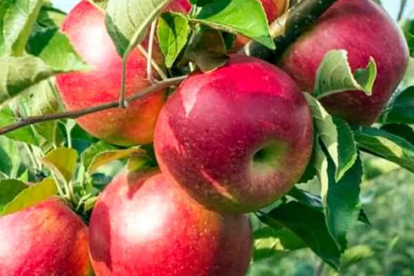 дерево сорта Весеннее