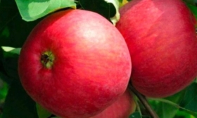 яблоня Весеннее