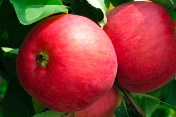 яблоня Весеннее