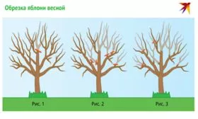 обрезка яблони сорта Весеннее весной