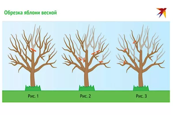 обрезка яблони сорта Весеннее весной