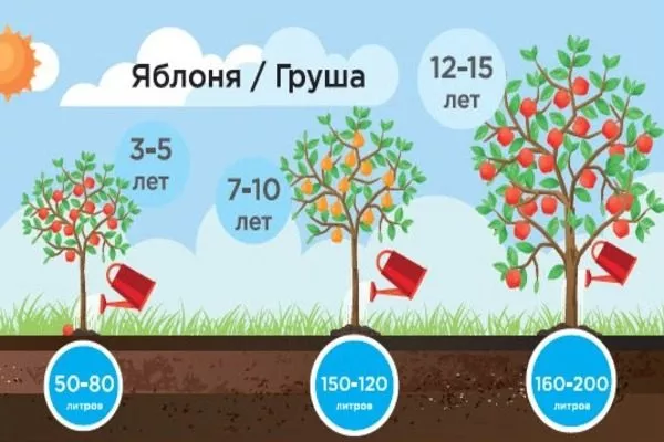 нормы полива яблонь в зависимости от возраста дерева