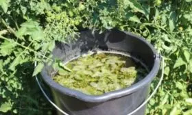 травяной настой подходит для весенней подкормки яблони сорта Весеннее