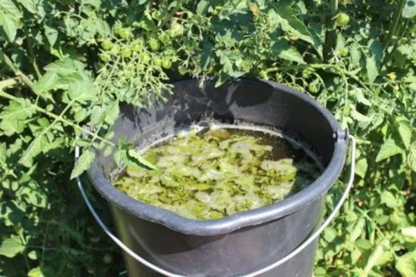 травяной настой подходит для весенней подкормки яблони сорта Весеннее