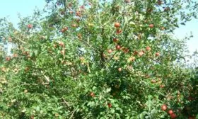 яблони Услада дерево