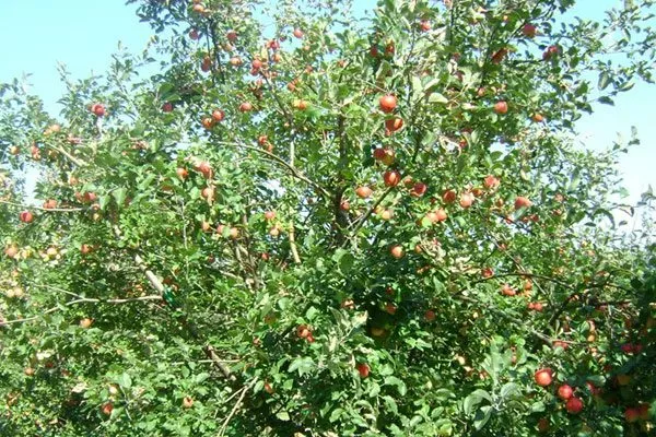яблони Услада дерево