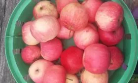 яблони Услада сбор урожая