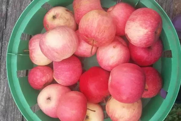 яблони Услада сбор урожая