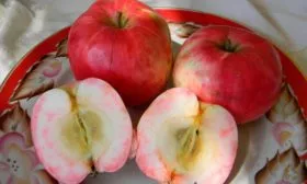 яблони Услада в разрезе