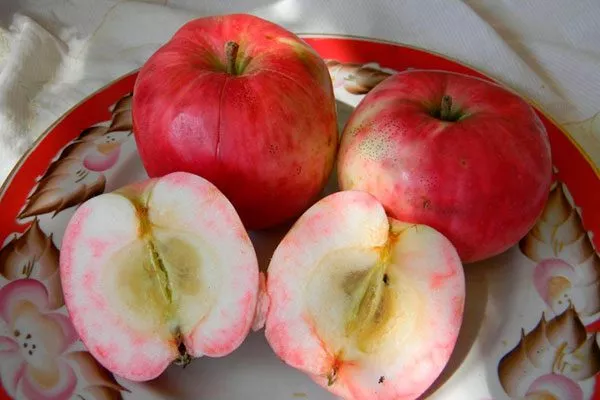 яблони Услада в разрезе