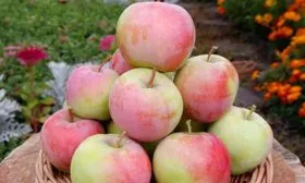 яблони Услада вкус