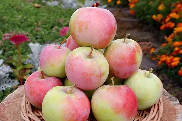 яблони Услада вкус