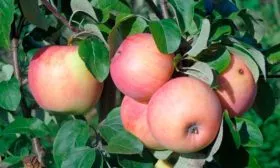 яблони Услада яблоки