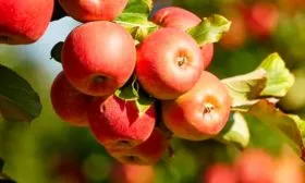 яблони Услада яблоки на ветви