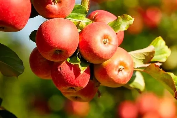 яблони Услада яблоки на ветви