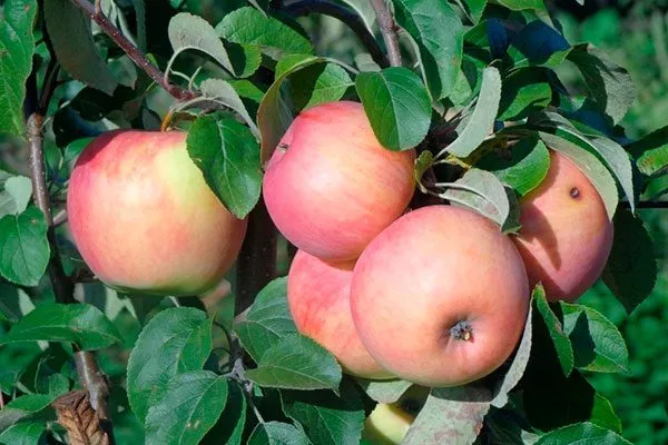 яблони Услада яблоки