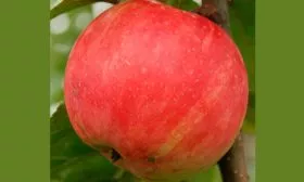 яблони Услада яблоко