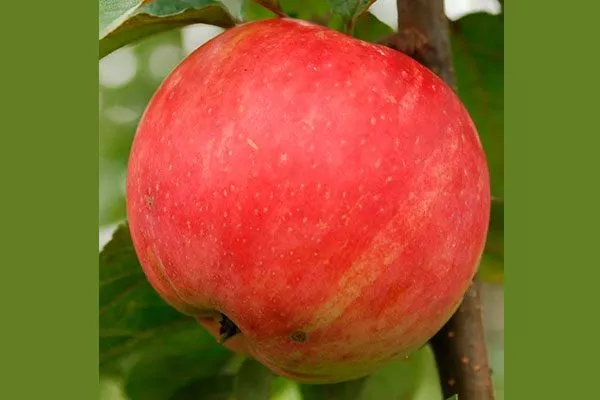 яблони Услада яблоко