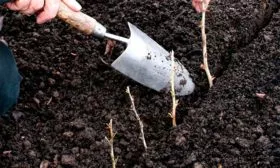 яблони васюган черенкование