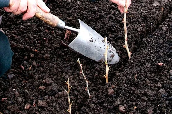 яблони васюган черенкование