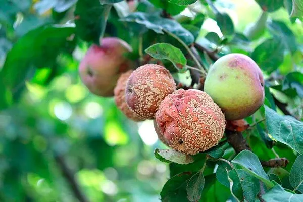 яблони васюган монилиоз