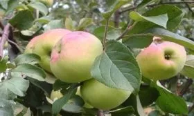 яблонька Имрус