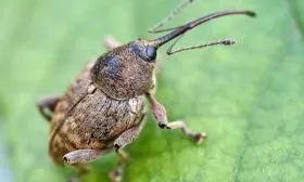 яблонный цветоед